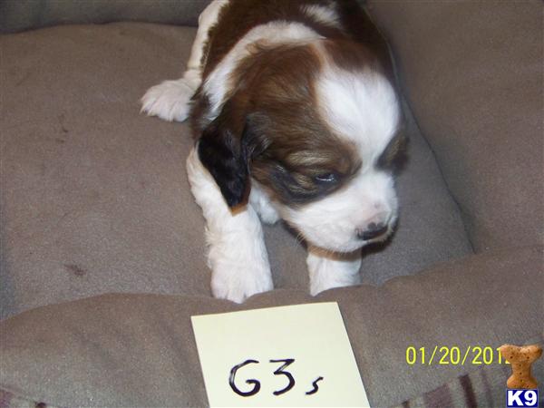 English Springer Spaniel Puppies